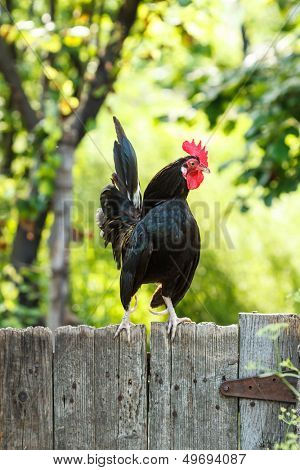 Beautiful Rooster on natural background