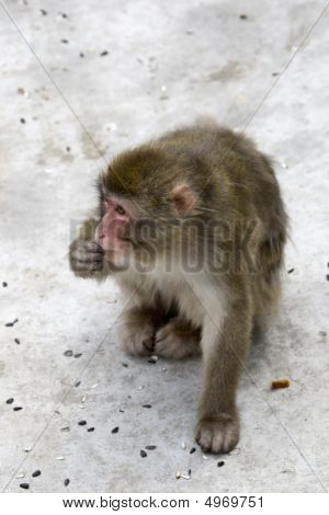 Macaca Fuscata szary japońska małpa