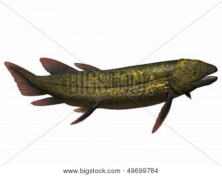 Dipterus Fish On White