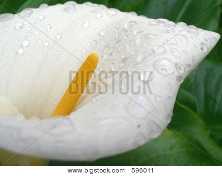 Callas bianco fiore