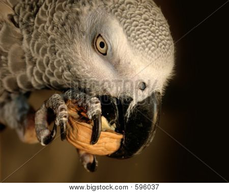 Papagaio-cinzento comendo uma porca
