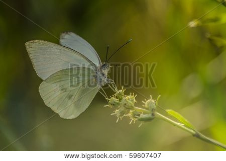 Butterfly on a twig