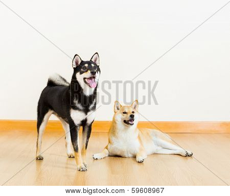 Shiba dogs