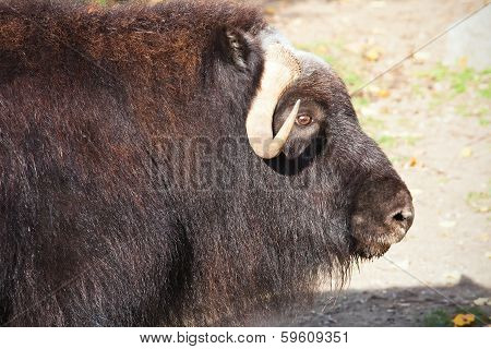 Muskox