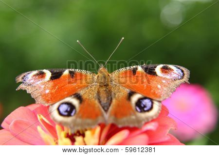 Emperor Butterfly