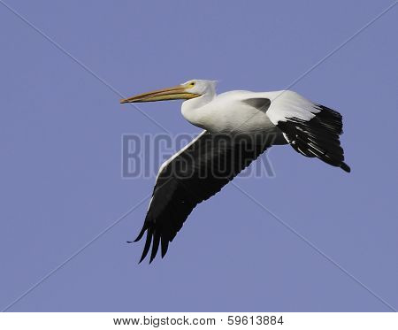 White Pelican