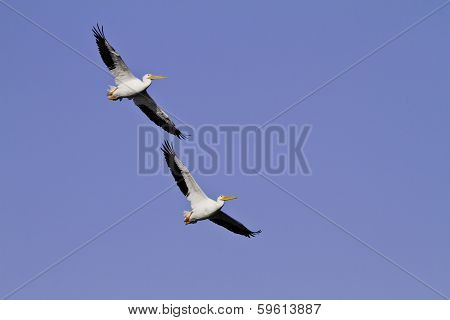 White Pelicans in flight