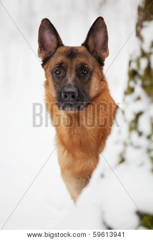 Large Shepherd Looks Out Of A Tree Trunk