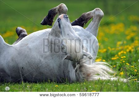 Horse