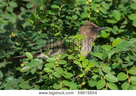 Common Bulbul (pycnonotus Barbatus)