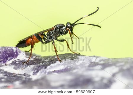 The Ichneumon Wasp (Coelichneumon viola)