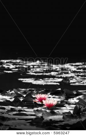 ดอกบัวในบ่อ