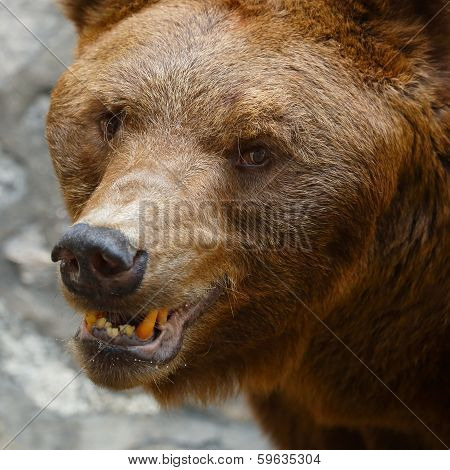 Bear