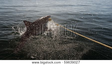Great White Shark  Attack