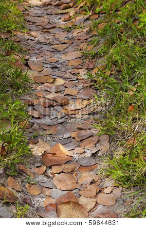 A path lined with with dried brown sea grape leaves in the tropical climes of Bermuda.