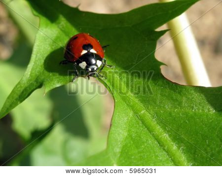 Hyönteisten Beetle