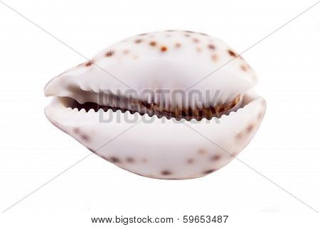 Shell Of Tiger Cowrie ( Cypraea Tigris )