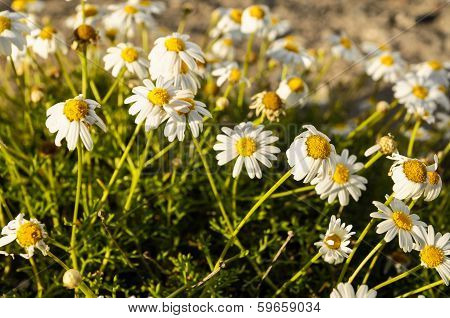 Camomilla Daisy Flowers