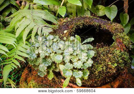 Old Earthenware With Fern And Mos