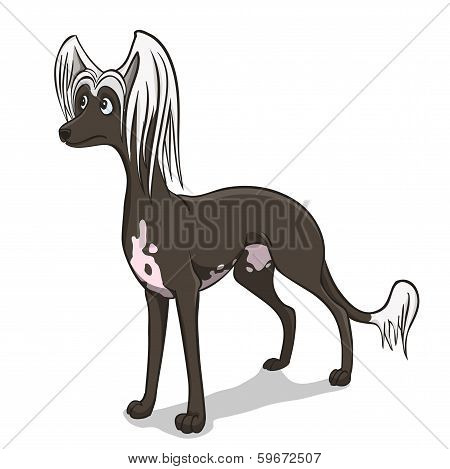 Chinese Crested Dog