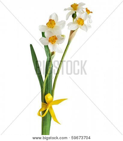 Beautiful Daffodil Narcissus Flowers Isolated on White Background