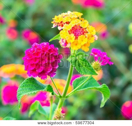 Lantana Flowers Camara, Background