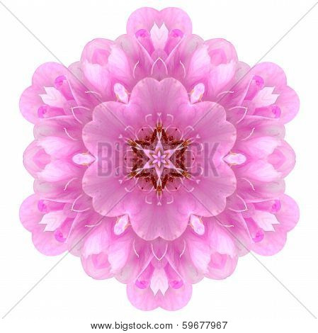 Kaleidoscopic Ball Dombeya Flower Mandala  Isolated on White