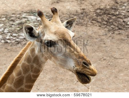 giraffes in the zoo safari park