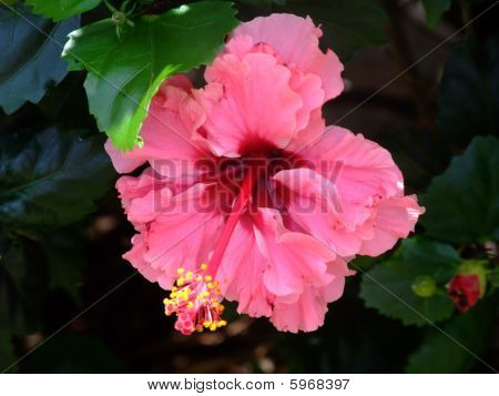 Pink Flower