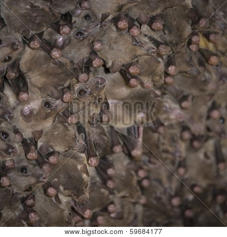 Fruit-bat colony
