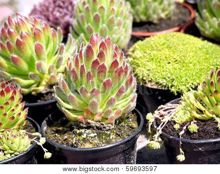 Group of potted sengreen seedlings