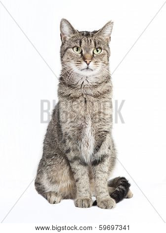 Tabby Cat Looking At The Camera