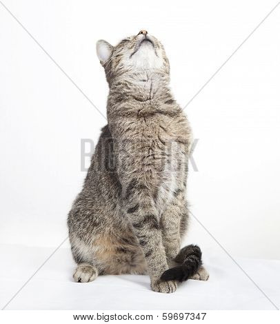 Tabby Cat Looking Up