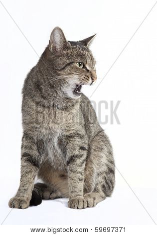 Cat Hisses