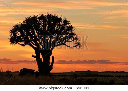 รูปเงาดำของต้นไม้ quiver