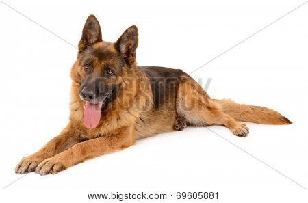 Funny cute dog isolated on white
