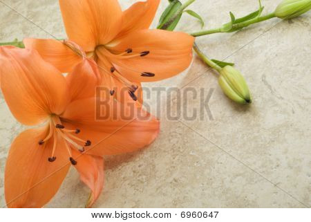 Fondo Vintage lirios naranja