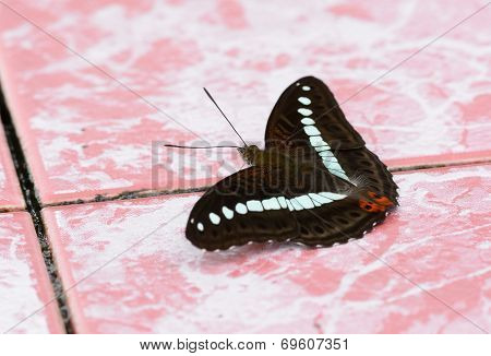 Green Commodore Butterfly (limenitis Daraxa)
