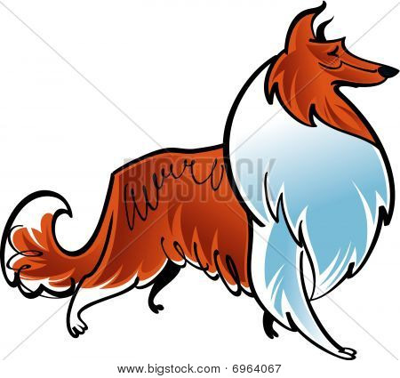 Collie