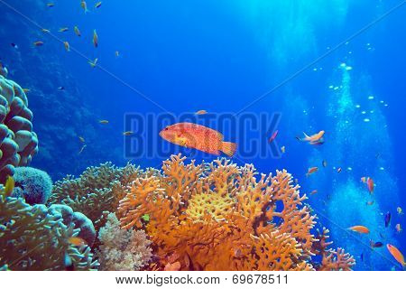 coral reef with red exotic fish cephalopholis at the bottom of tropical sea