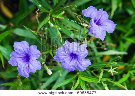 Dragonfly Resting On Flower