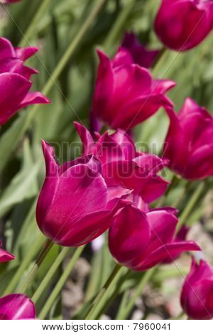 Tulip