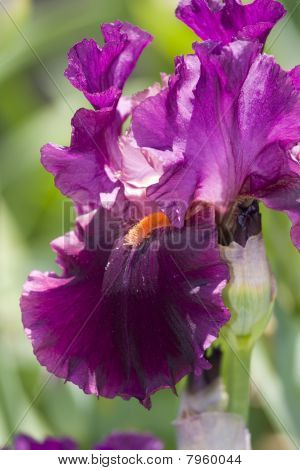 Iris