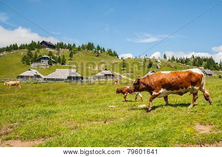 Velika planina, Slovenia