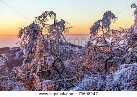 Sunrise Under The Winter Calm Mountain Landscape With Beautiful Fir Trees On Slope