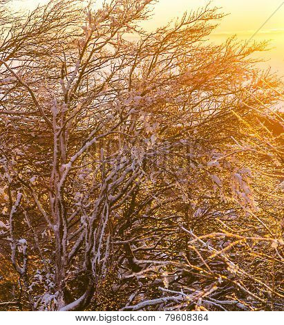 Sunrise Under The Winter Calm Mountain Landscape With Beautiful Fir Trees On Slope