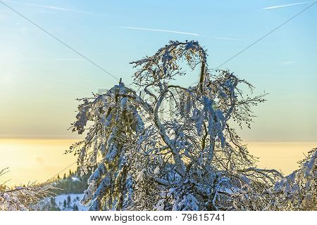 Sunrise Under The Winter Calm Mountain Landscape With Beautiful Fir Trees On Slope