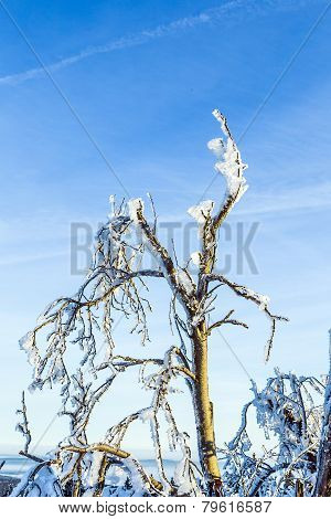 Sunshine Under The Winter Calm Mountain Landscape With Beautiful Fir Trees On Slope