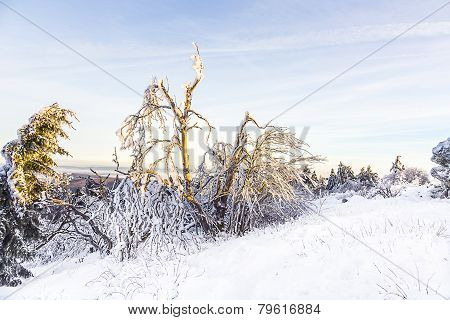 Sunshine Under The Winter Calm Mountain Landscape With Beautiful Fir Trees On Slope