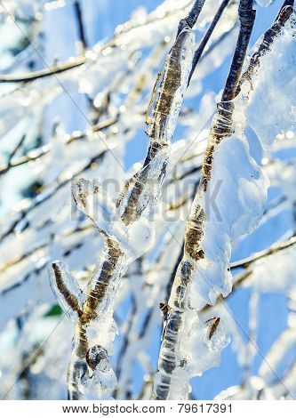 Detail Of Wood In Ice At Calm Mountain Landscape